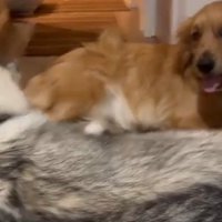 「弟が元気すぎる…」