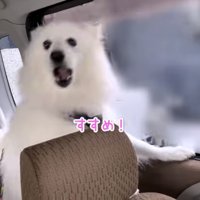 出発を催促するぽてちゃん