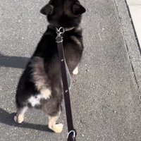 耳を倒して尻尾を振る黒柴