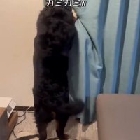 カーテン越しに女性を甘噛みする犬