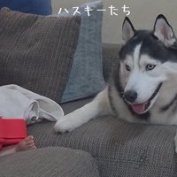 赤ちゃんに寄り添う大型犬