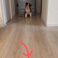 オヤツを前にすわるアンディ君