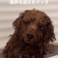 お風呂に浸かるピノちゃん