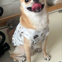笑顔の小型犬