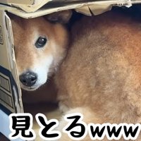 ダンボールに頭を入れたままふり返る犬