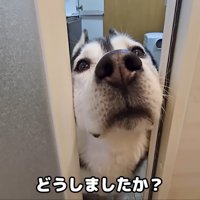 何かを訴えに来たはっちゃん