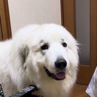 おじいちゃん！！