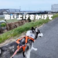 舗装された道を駆ける若いハスキー犬