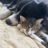 眠る中型犬と猫