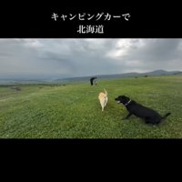草原を歩く家族と犬