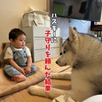 ハスキーのスノウくんと赤ちゃん