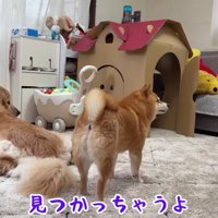 おもちゃ巡る攻防戦開始