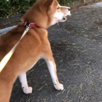 遠吠えする柴犬