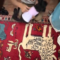 抱っこしてもらう小型犬