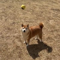 飼い主を見つめる犬