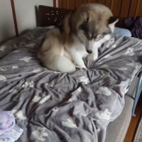 寝床が決まった大福くん