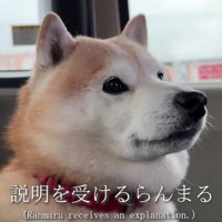 説明を受けるらんまるくん