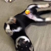 ゴキゲンなときのダンス♪