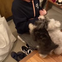 寄り添う2匹の犬
