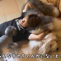 パパに甘えにきた小型犬