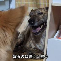 りゅうさんを励ますもかちゃん7