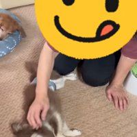 お腹を出して甘える老犬