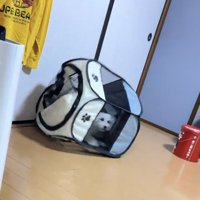 壁際のサークルから顔を出す犬
