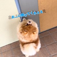 早く開けてほしいちょっちゃん