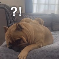 飼い主さんに気づく犬