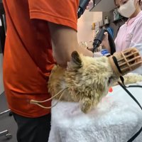 再び暴れ出しても、冷静にお手入れを続けます