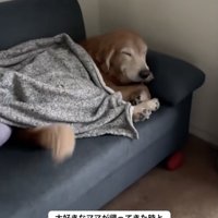 尻尾をブンブンッ