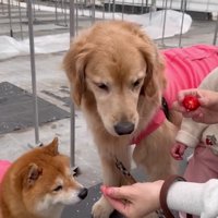 うにくんは気分が乗らない…