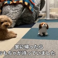 動く犬のおもちゃを見たいちごちゃん＆ミルクくん
