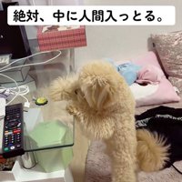 人間っぽいくまちゃん