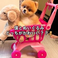 どっちが可愛い？