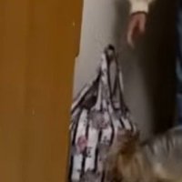 女性が置いたバッグの匂いを嗅ぐ犬