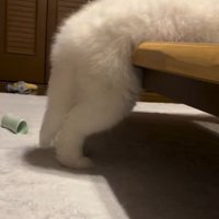 ごえもん君の後ろ足