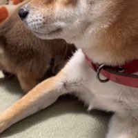 じっと見守る母犬と母犬に寄っていく子犬