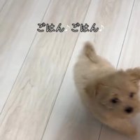 落ち着きがないきびちゃん
