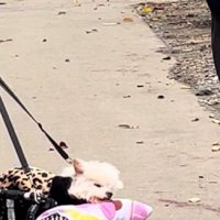 愛犬の最期を教えてくれた…