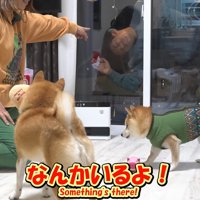 お兄ちゃん帰省時の豆柴4兄妹2