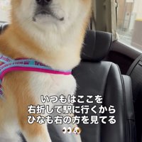 ドライブ中のひなちゃんの変化3