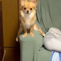 ソファーのひじ掛けにまたがる小型犬