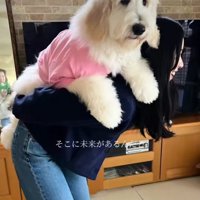 アグちゃんをお迎えするまで6