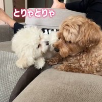 「構って～」とアピール