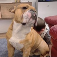 犬にもたれる赤ちゃん