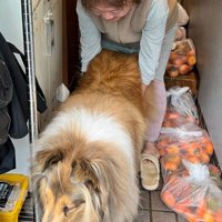 飼い主さんが抑えます