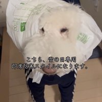 うつむき加減の犬