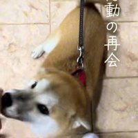再会を喜ぶ柴犬