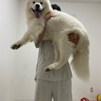 パパ